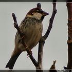 Passero solitario