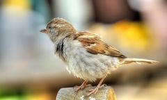 Passero ( Spatz )