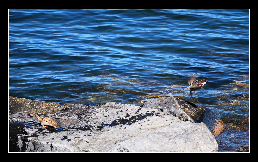 Passerotti in riva al lago