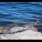 Passerotti in riva al lago