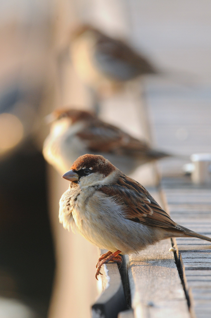 Passerotti sul pontile