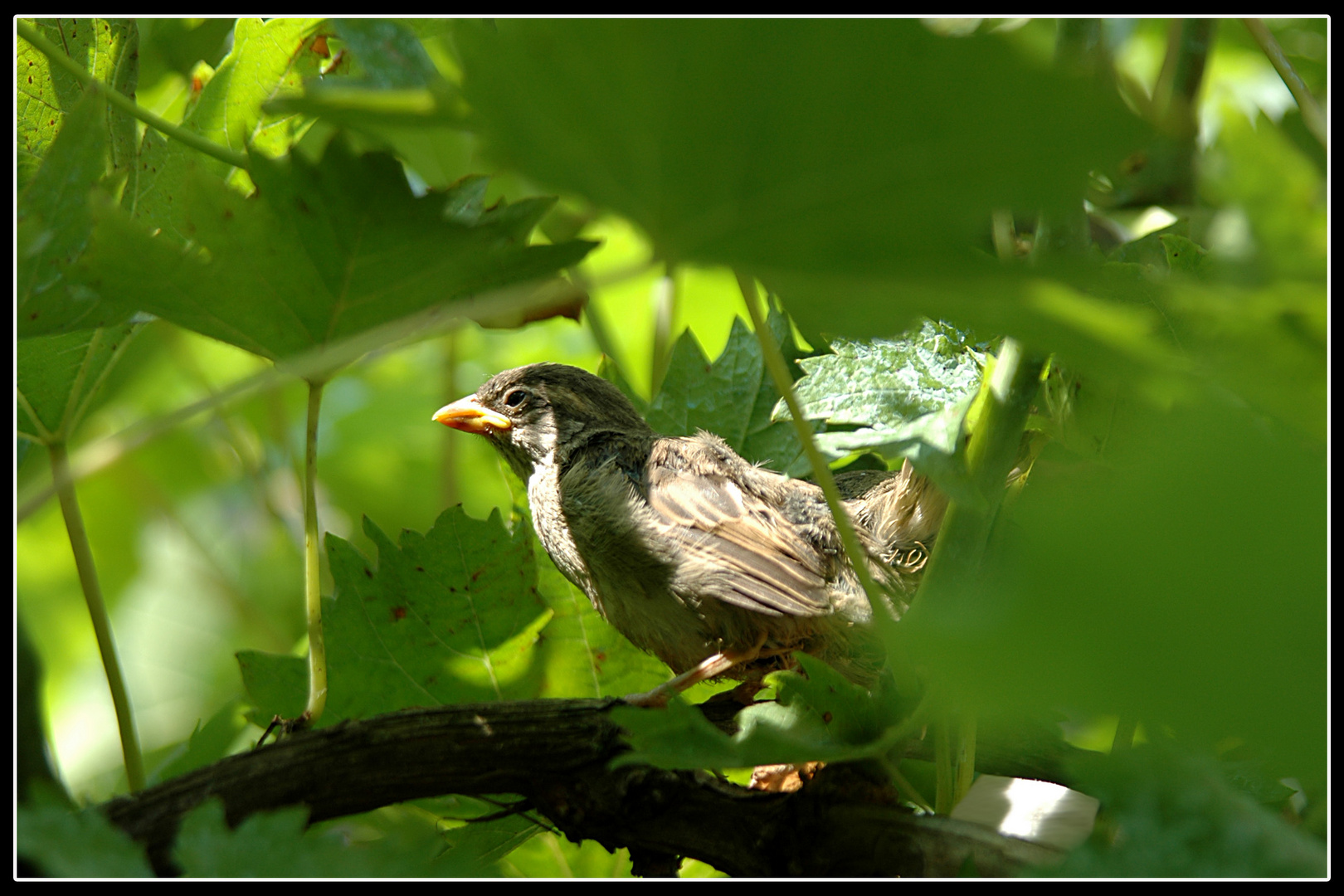 passerotto