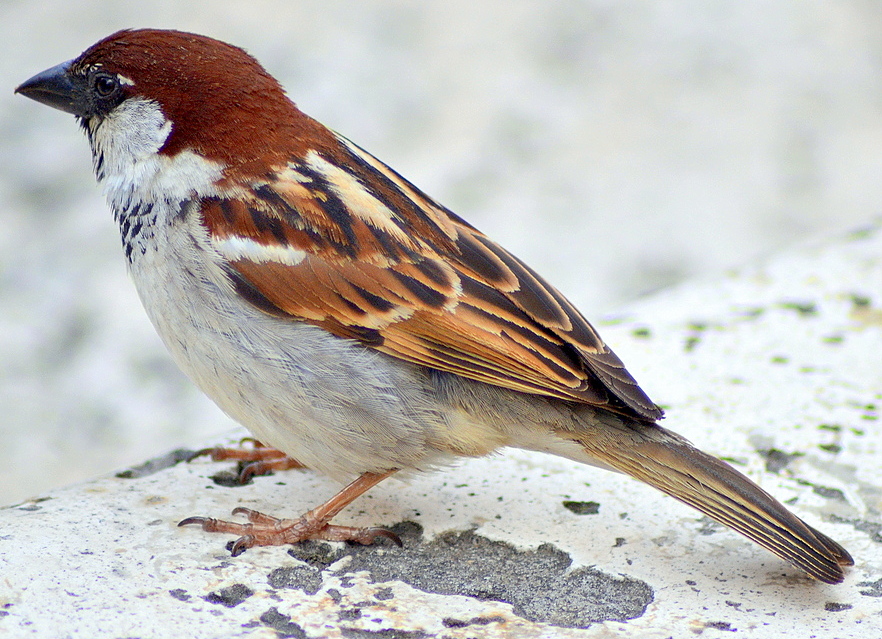 Passerotto al riposo