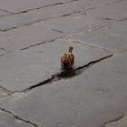 Passerotto in piazza della SIgnoria