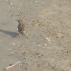 Passerotto sulla spiaggia