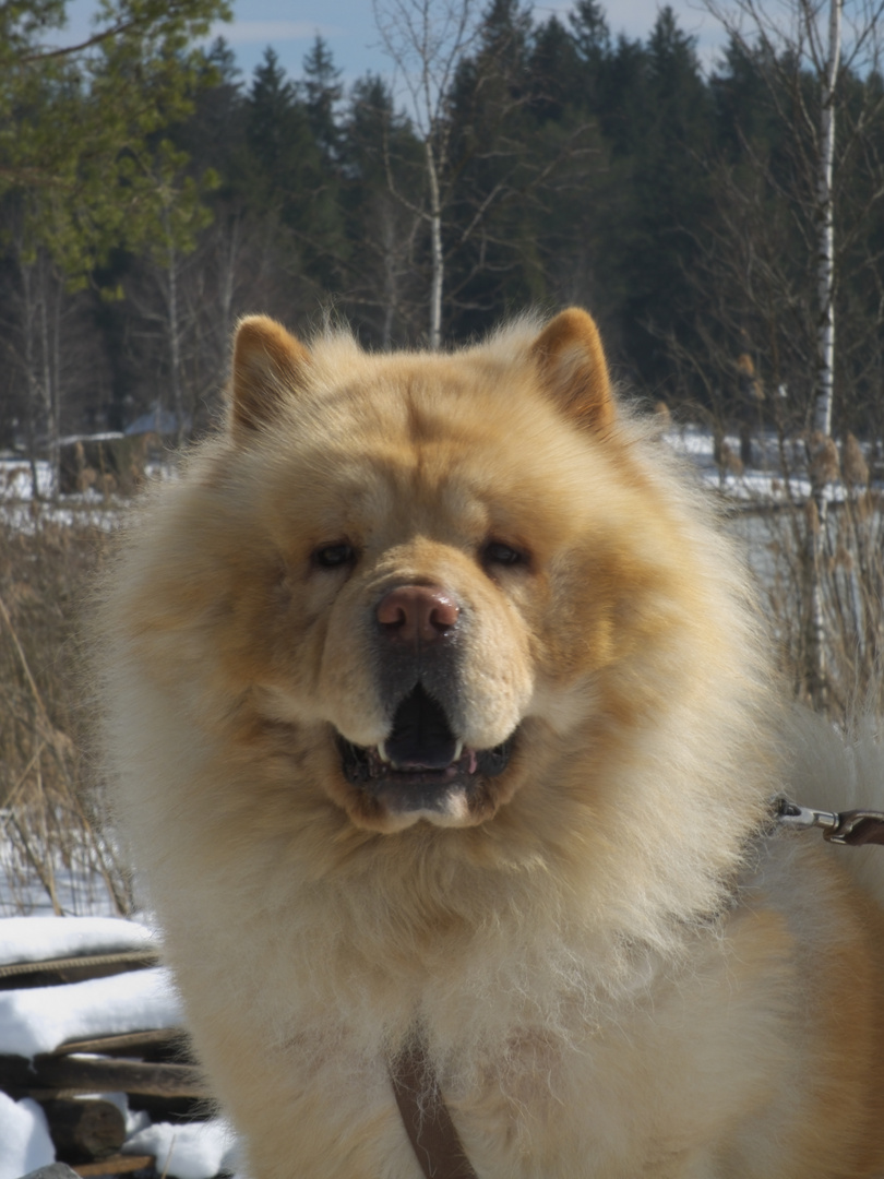 Passfoto für Hunde