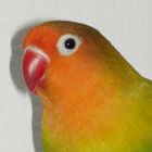 Passfoto für Papageien