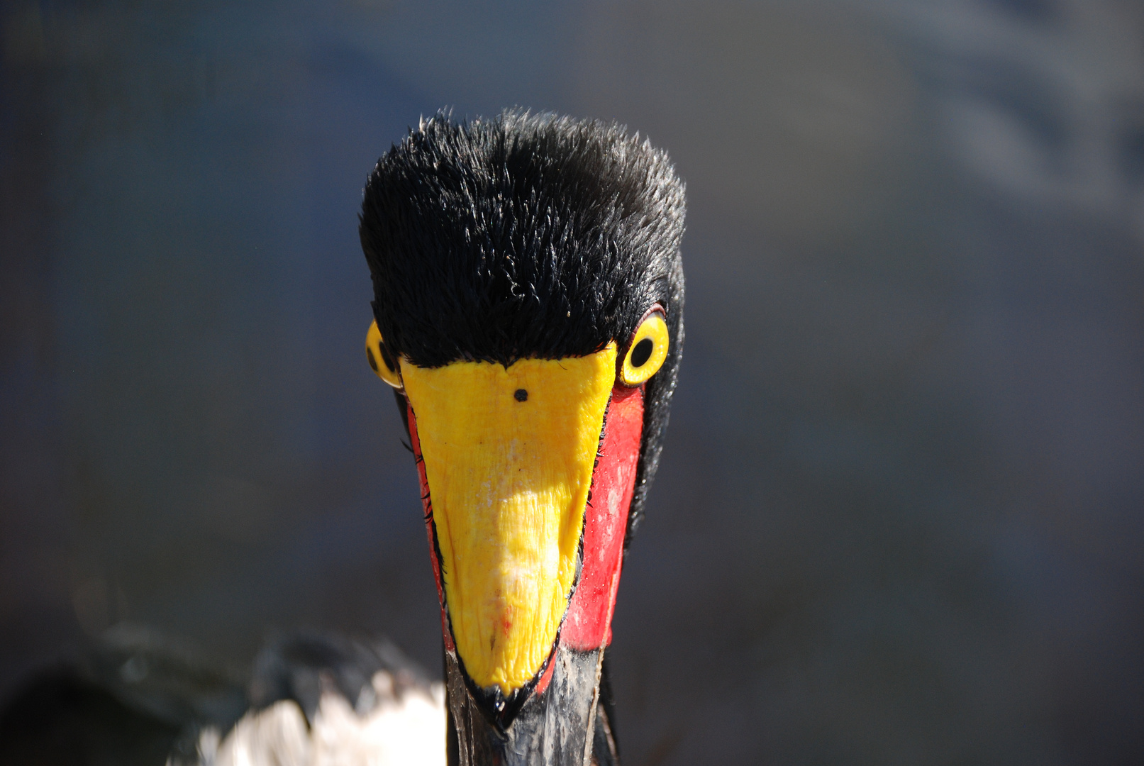 Passfoto Sattelstorch