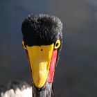 Passfoto Sattelstorch