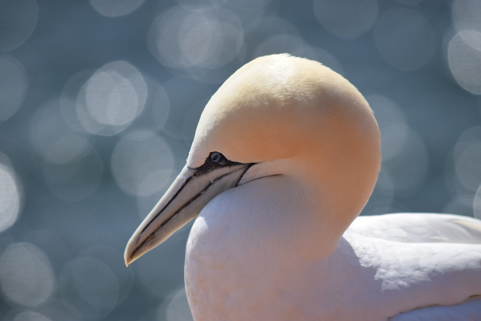 Passfoto vom Basstölpel