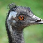 Passfoto von Emu