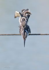 Paßgenau....  wird für Nachwuchs  gesorgt !  Graufischer (Ceryle rudis)