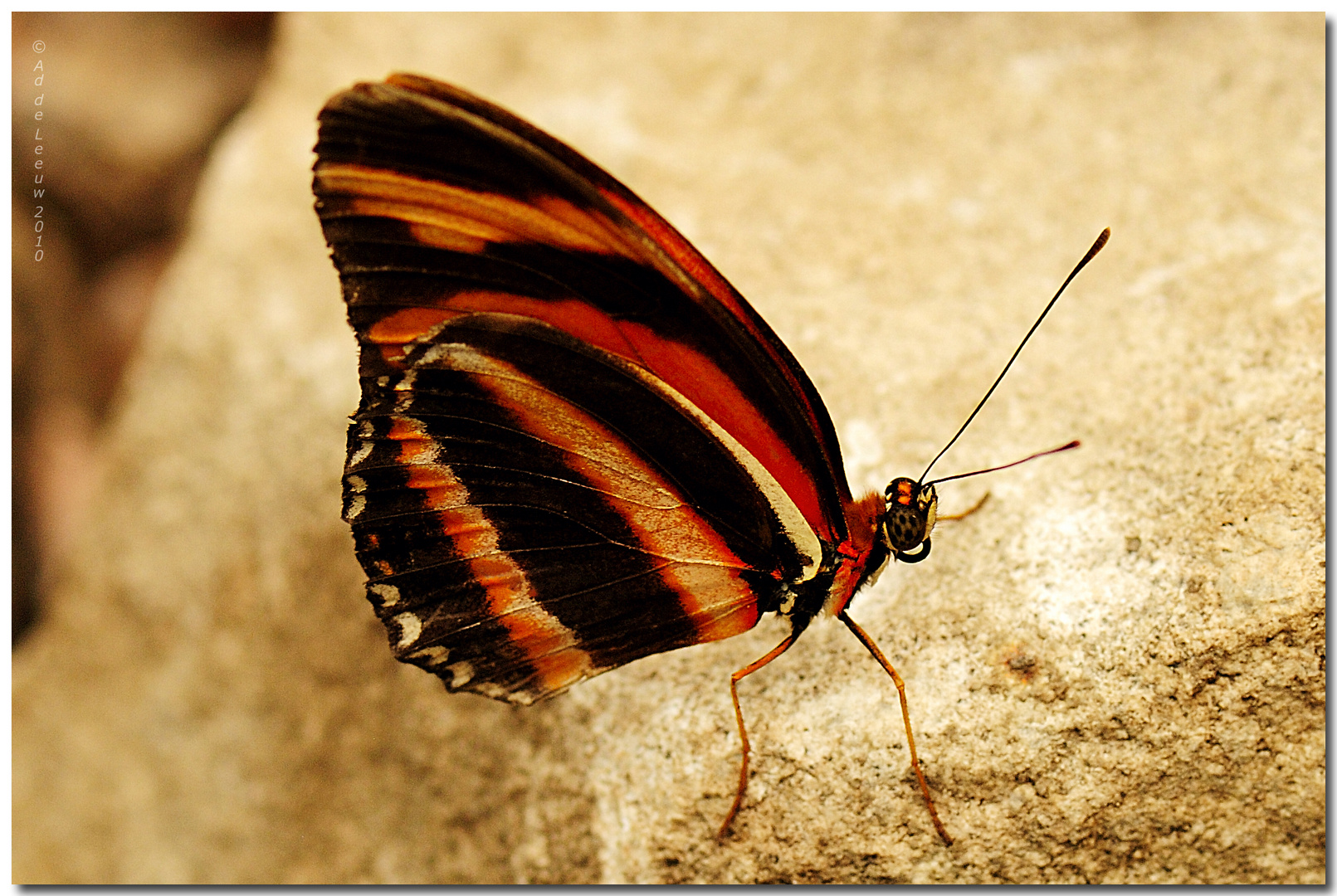 Passiebloemvlinder ( Heliconius )