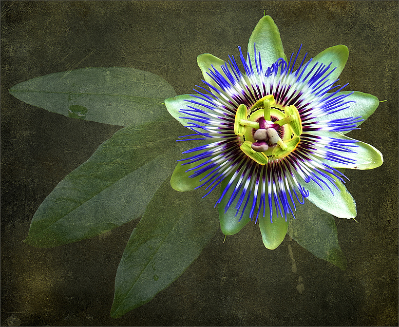 Passiflora