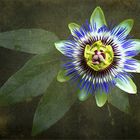 Passiflora