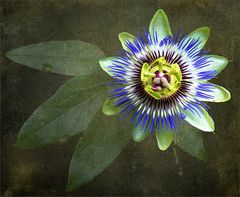 Passiflora