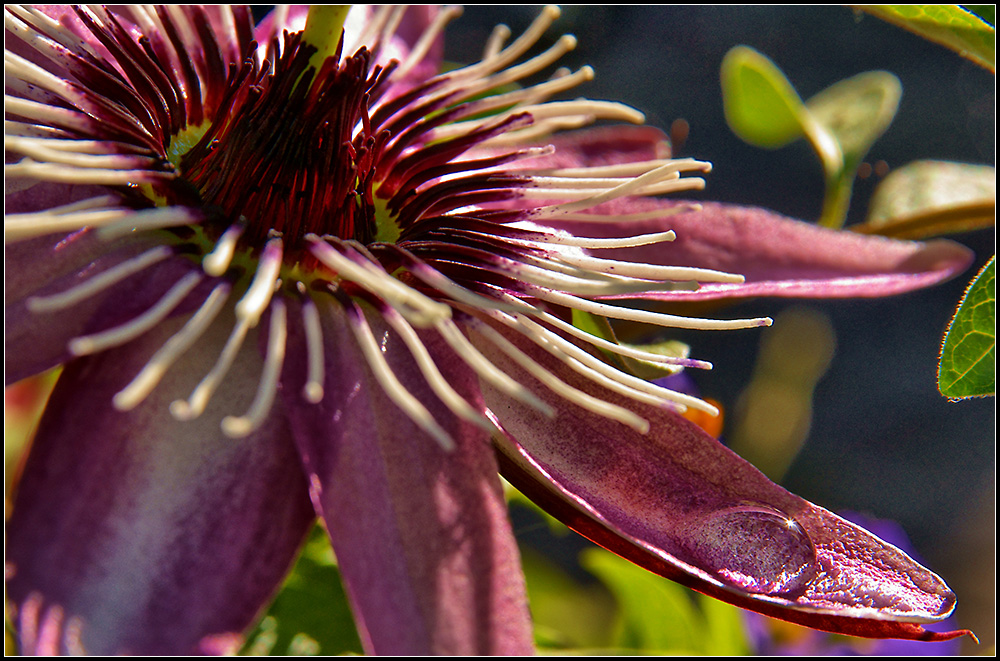 Passiflora