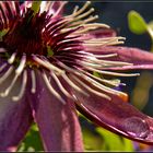 Passiflora