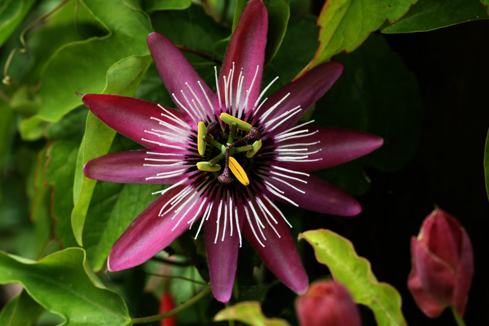 Passiflora