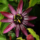 Passiflora