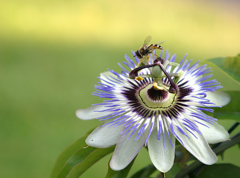 Passiflora