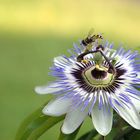 Passiflora