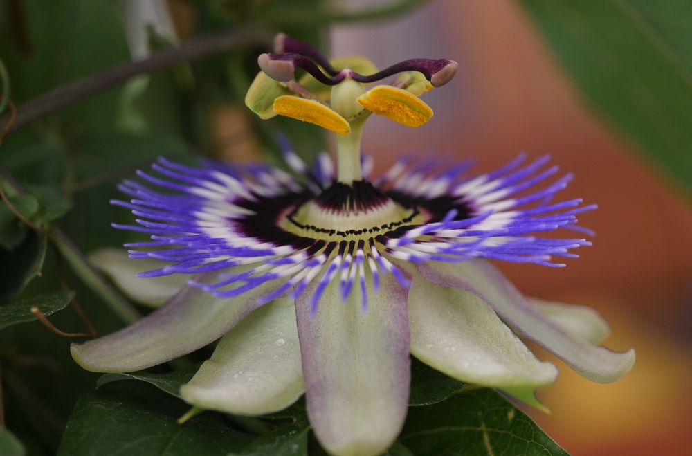 Passiflora ...