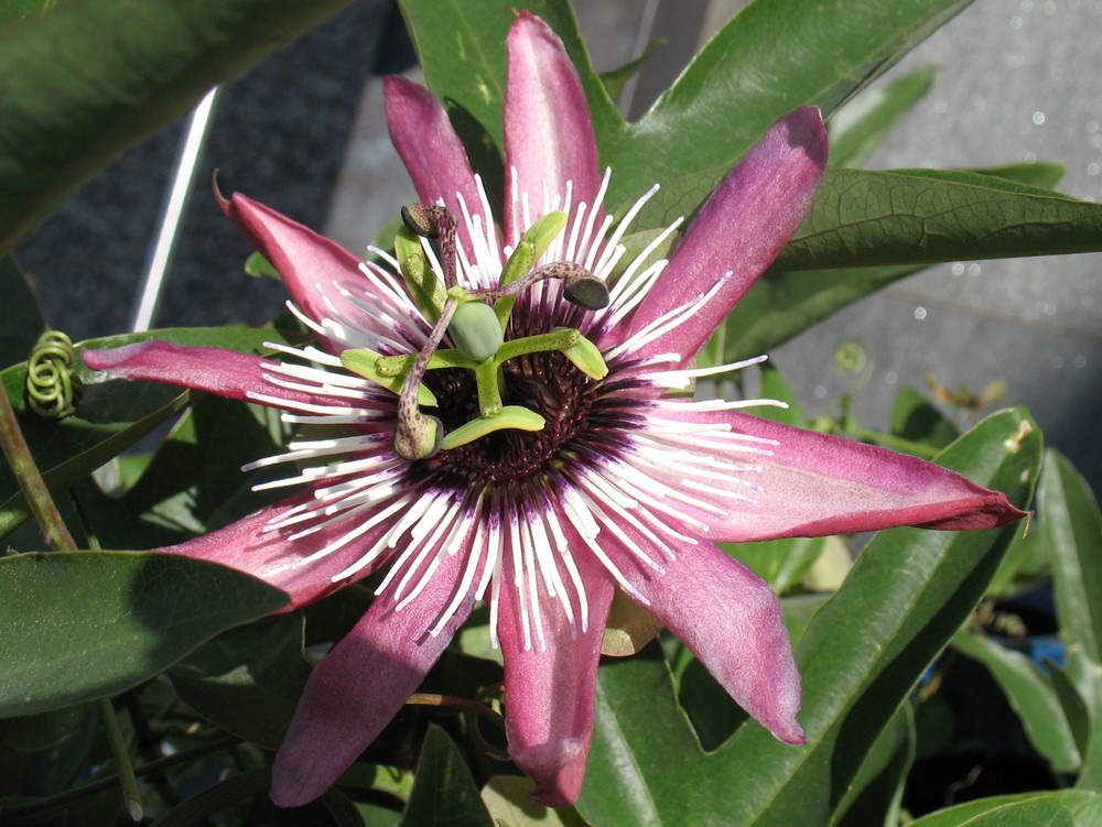 Passiflora