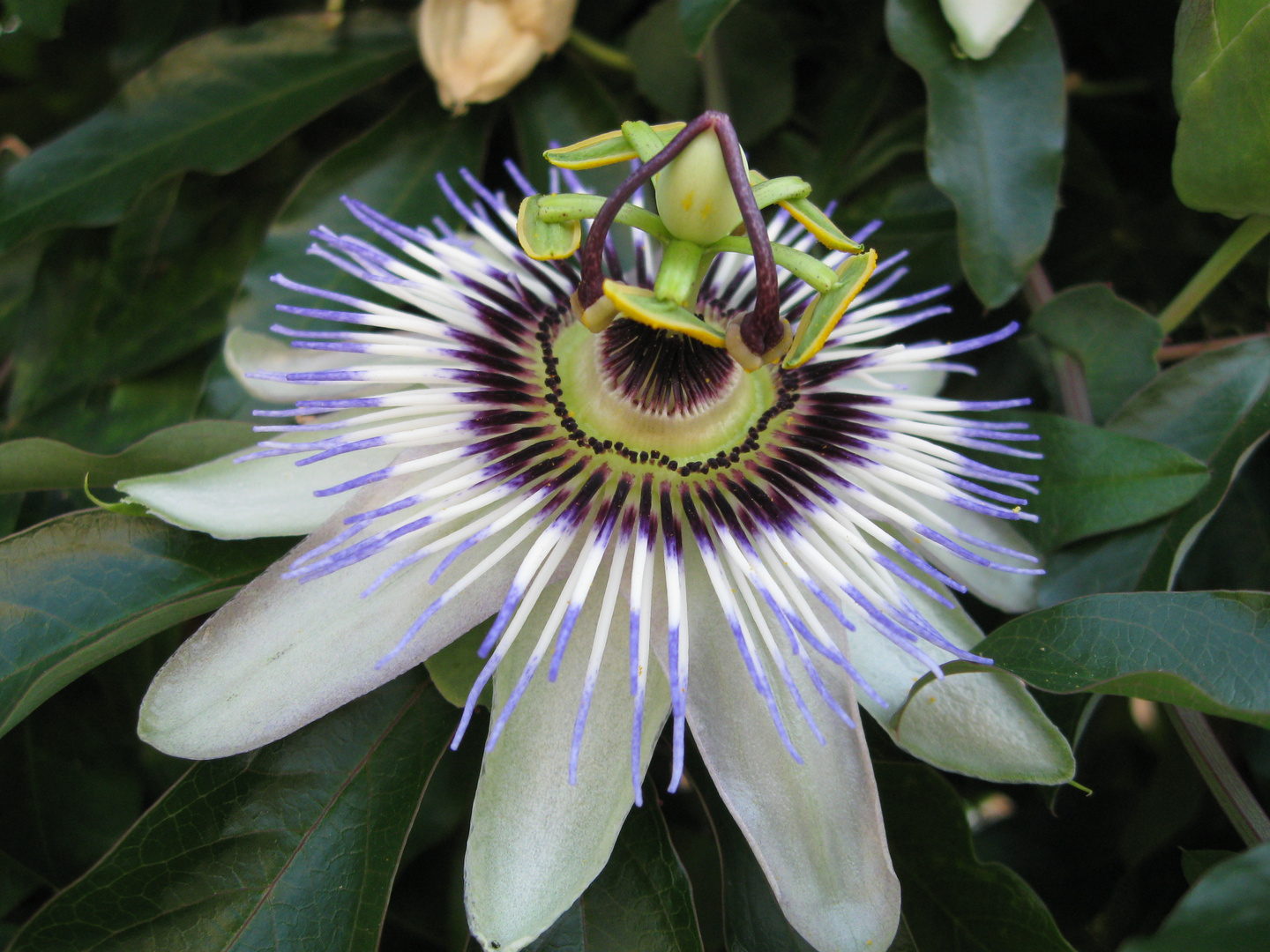 Passiflora