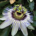 Passiflora