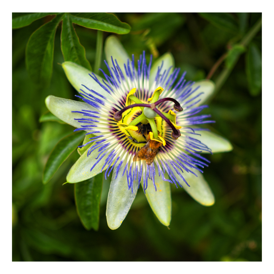 Passiflora