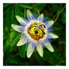 Passiflora