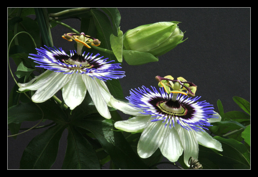 Passiflora