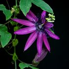 Passiflora