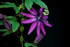 Passiflora