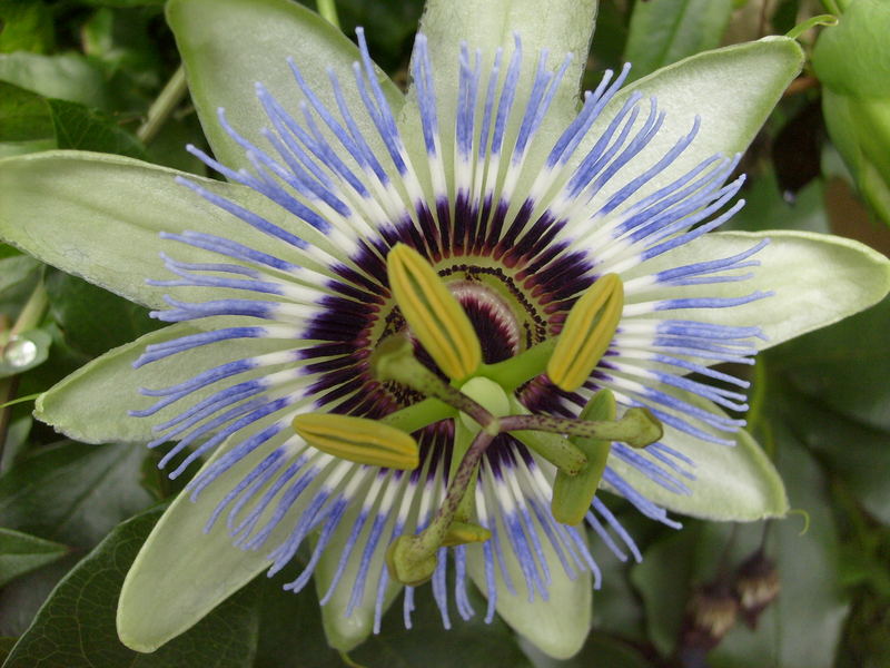 Passiflora