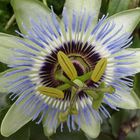 Passiflora