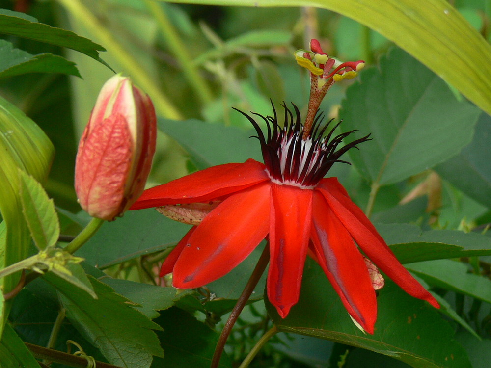 Passiflora