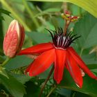 Passiflora