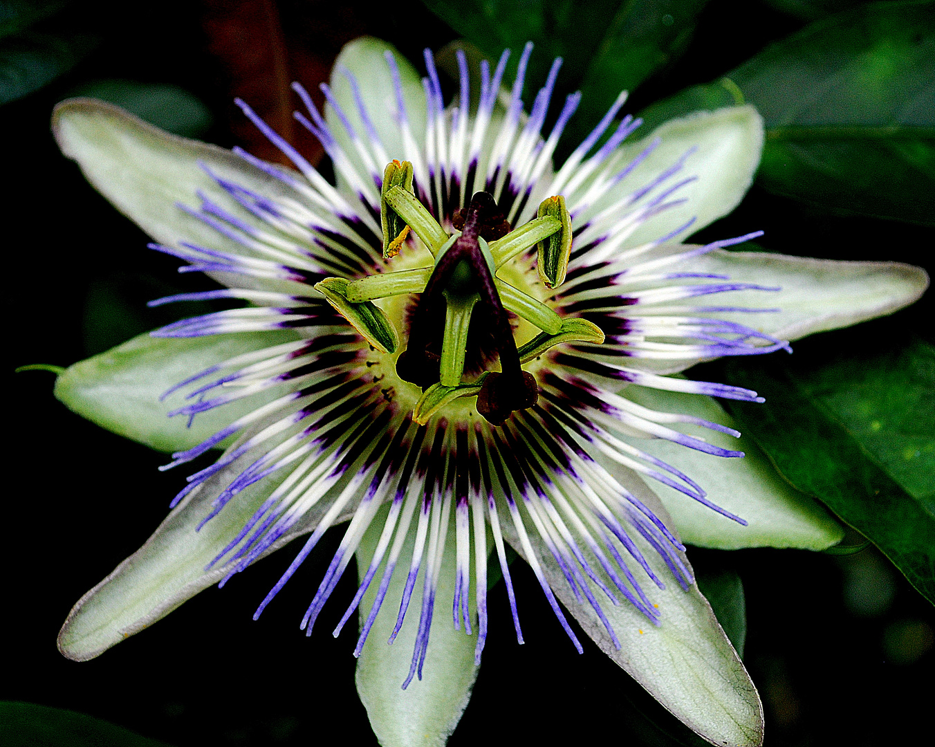 PASSIFLORA