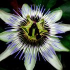 PASSIFLORA