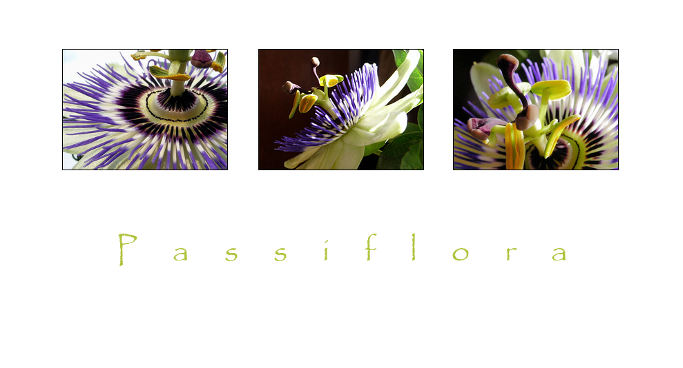 ~ passiflora ~