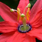 Passiflora