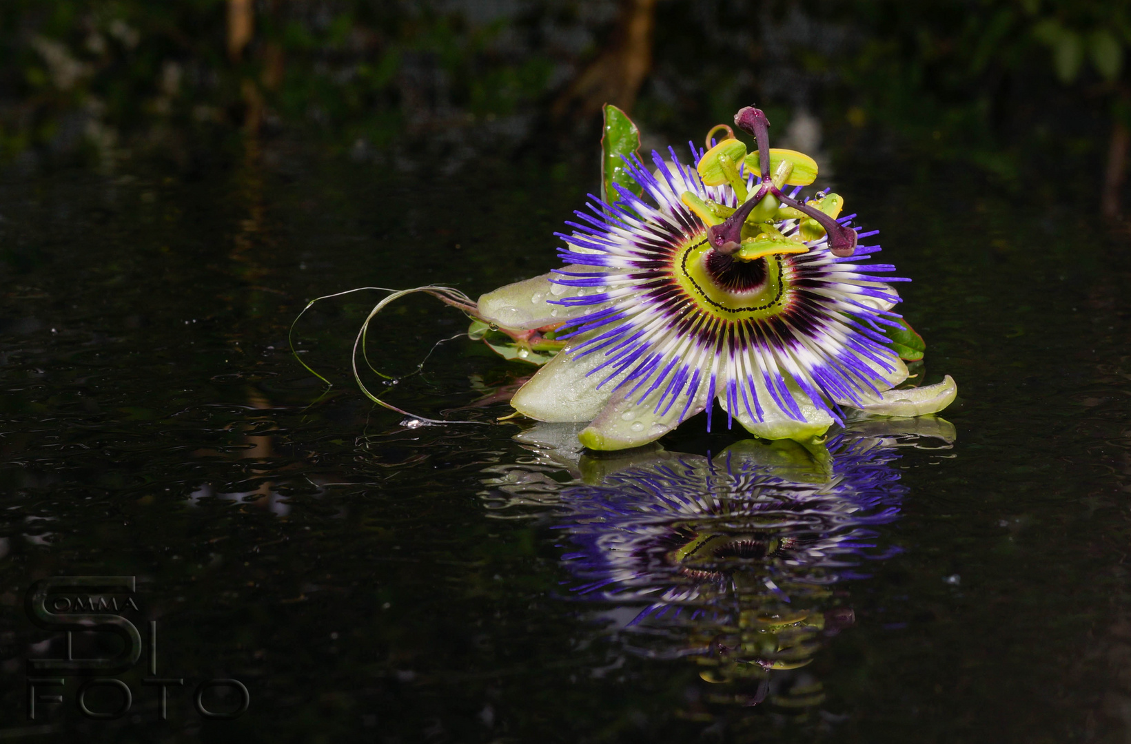 passiflora