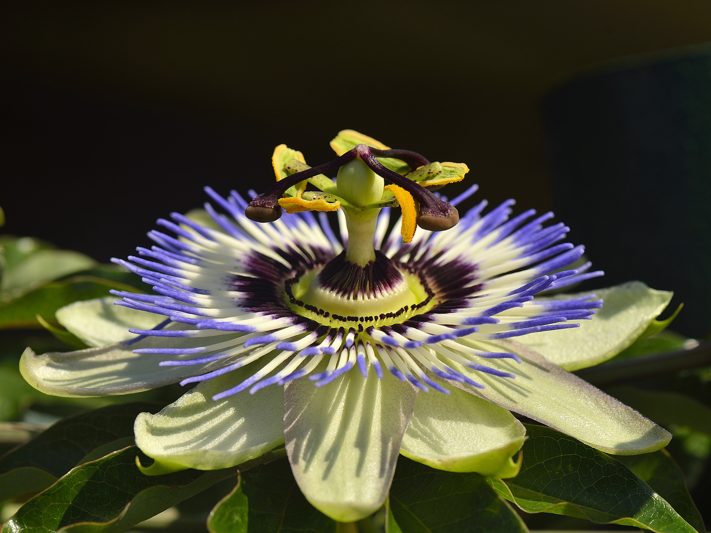 Passiflora