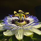 Passiflora