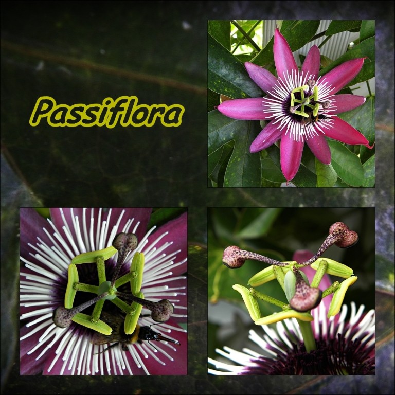 Passiflora