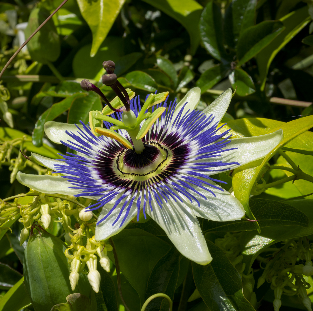 Passiflora