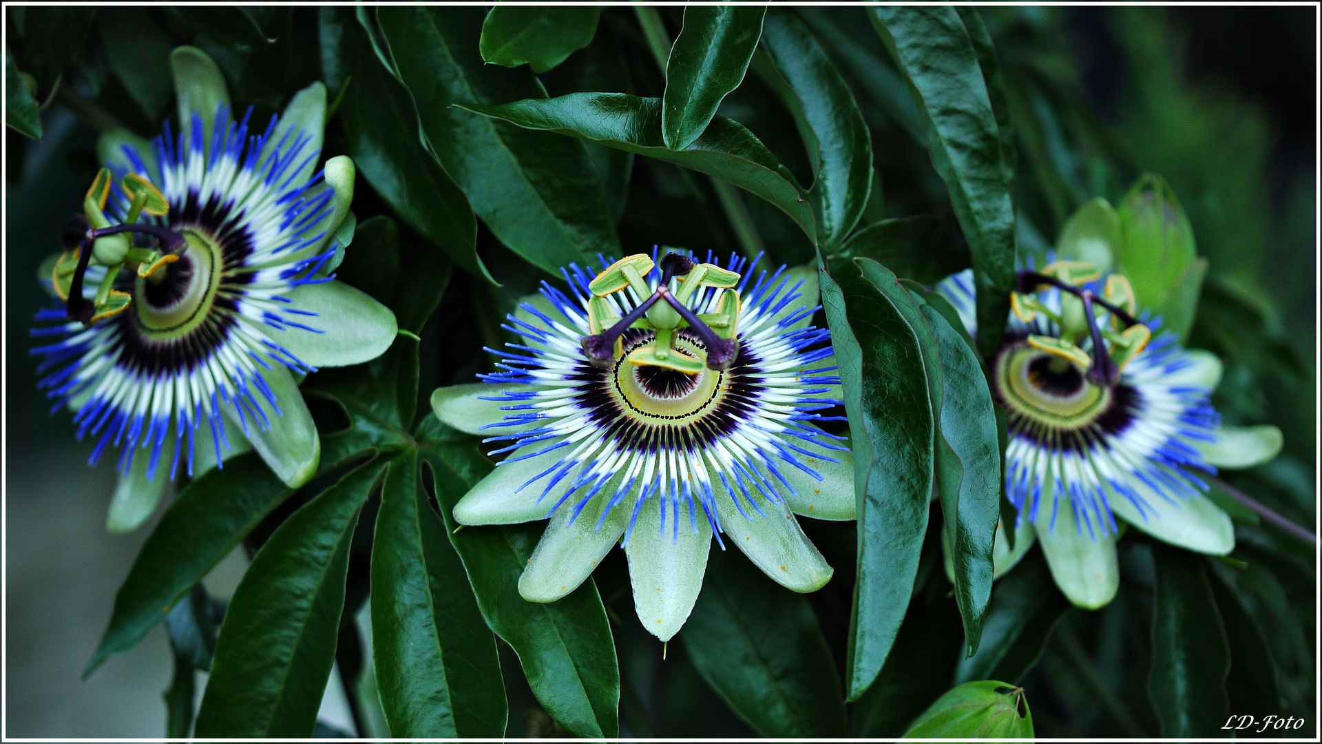 Passiflora 2