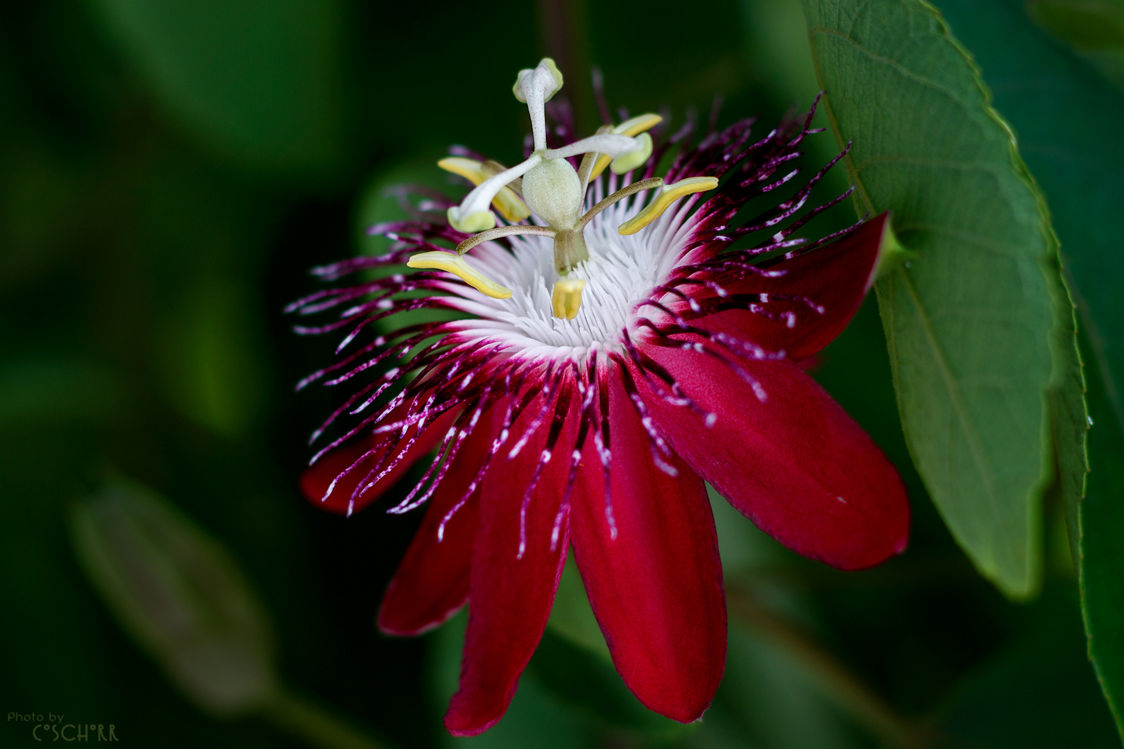 Passiflora 2 Foto & Bild rot, natur, pflanzen Bilder auf